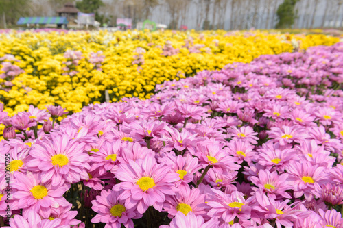 chrysanthemums