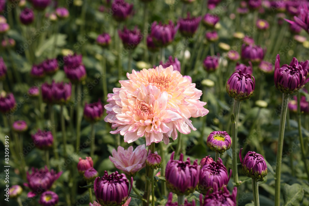 Obraz premium chrysanthemums