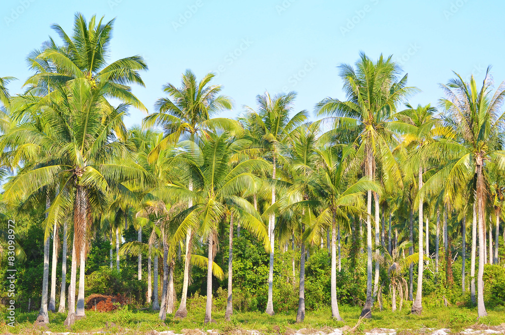 Obraz premium Coconut Trees Under Blue Sky
