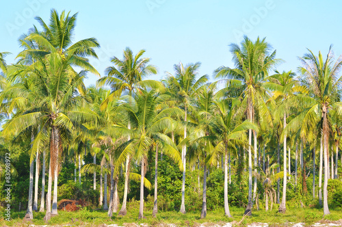 Coconut Trees Under Blue Sky