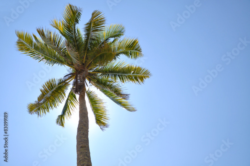 Coconut Tree Under Blue Sky With Copy Space Area.