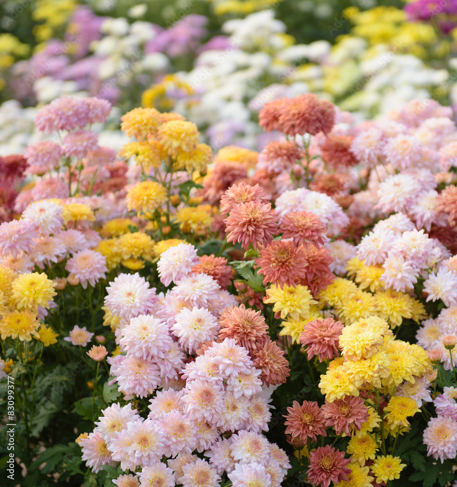 chrysanthemums chrysanthemums