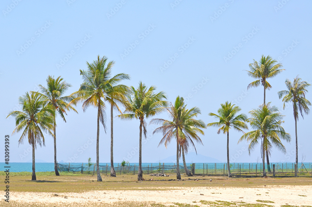Coconut trees under blue sky at the beach of south china sea