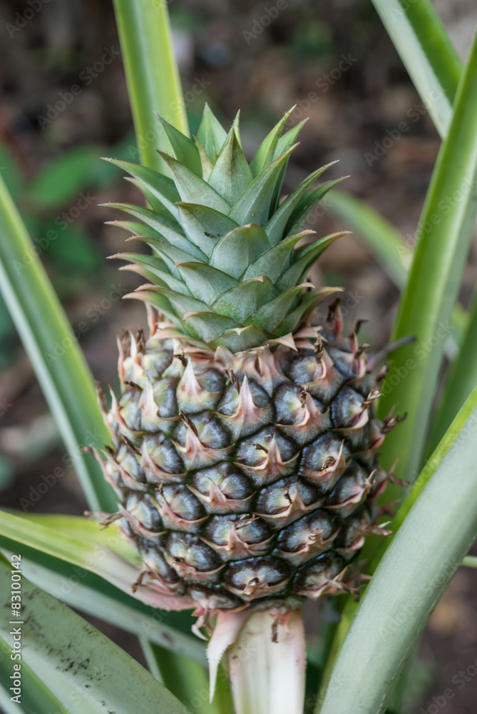 Pineapple Growing