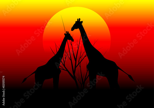 Canvas Print giraffes in Africa and sunset