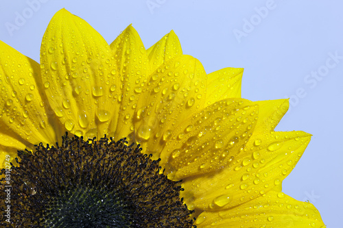 Fototapeta Naklejka Na Ścianę i Meble -  Girasole con goccioline