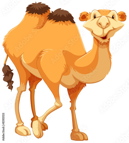 Camel