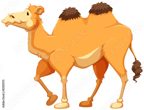 Camel