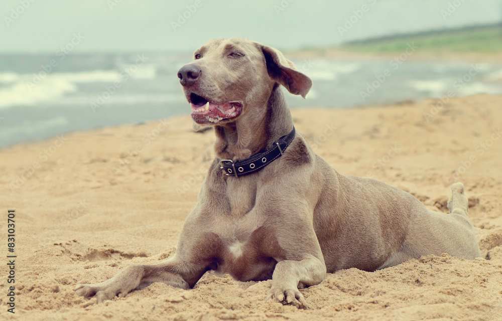 Dog lying on seacoast Dog lying on seacoast