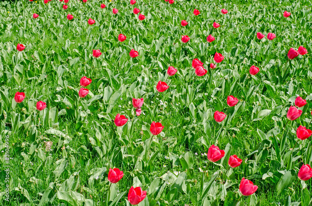 Stock image of beautiful red flowers in lush green grass