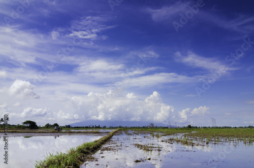 morning scenery at paddy field during new season