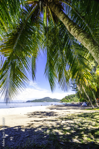 Green coconut leaves and beautiful beach, 