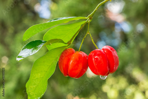 acerola fruit