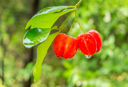 acerola fruit