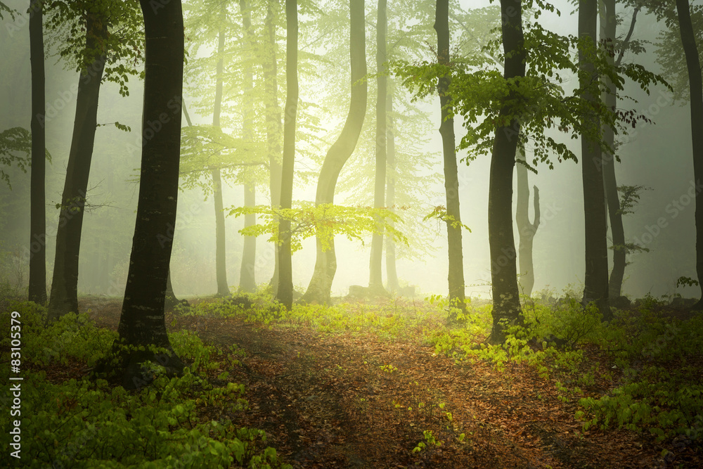 Path into foggy forest Path into foggy forest