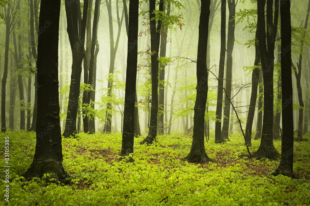 Green forest in mist Green forest in mist