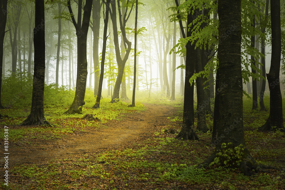 Naklejka premium Trail in foggy forest