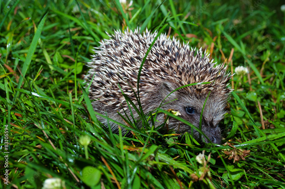 Little Hedgehog in the green grass