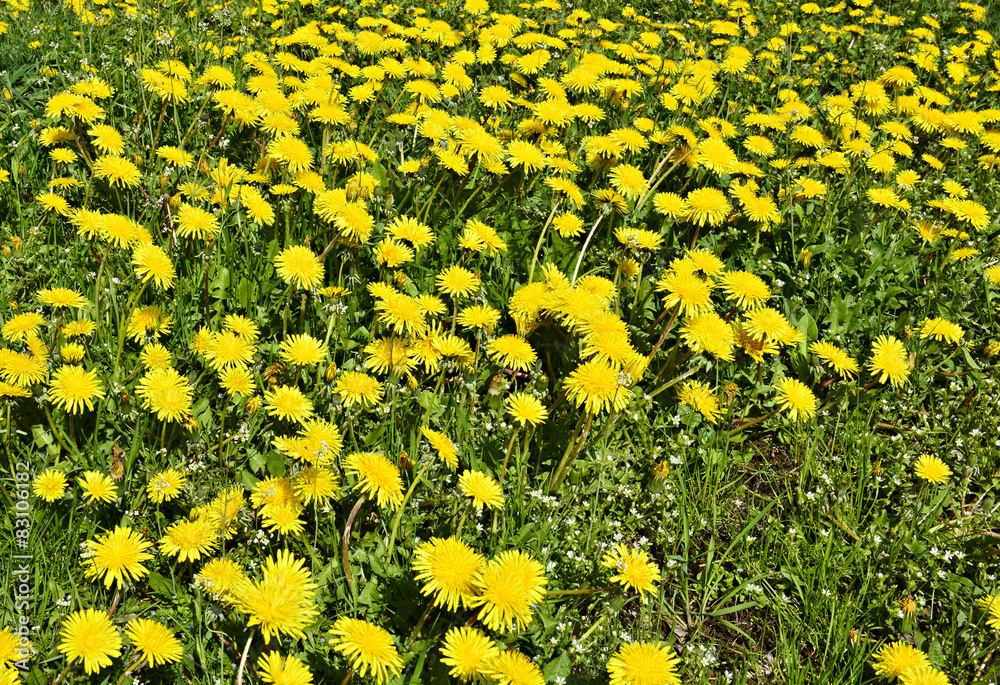 Field of blossoming dandelions at sunny day Field of blossoming dandelions at sunny day