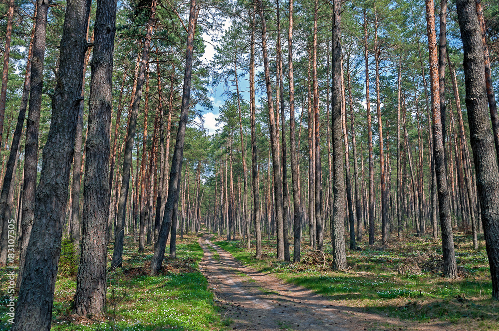 Obraz premium Forest trail
