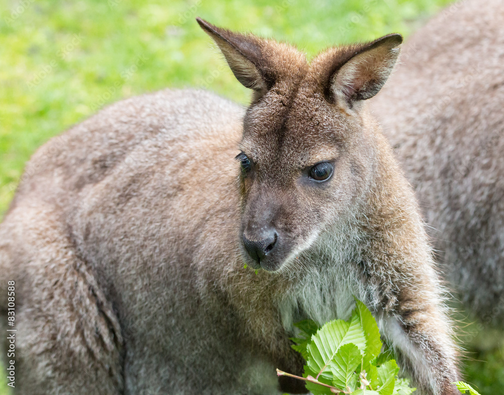 Cute Bennet Kangaroo on a meadow