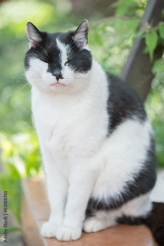 Cat nose, Cute cat relaxing in garden