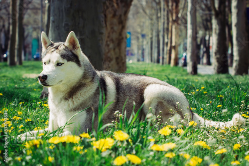 Portrait in the urban environment. Portrait of Siberian Husky