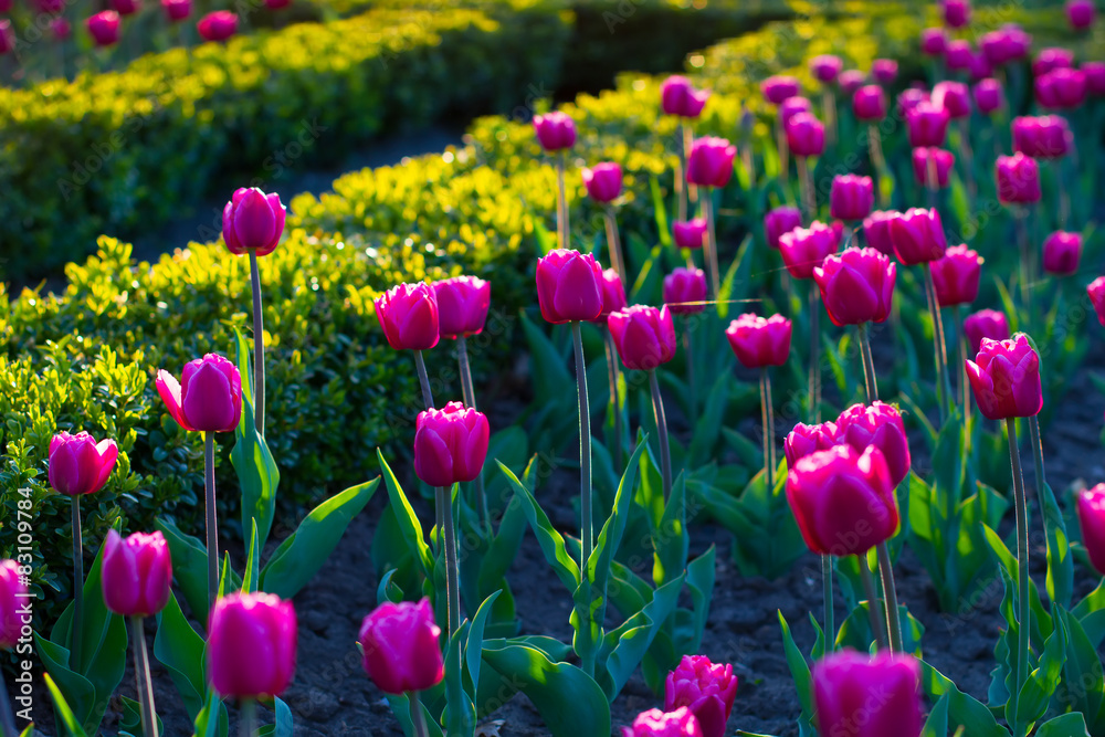 Flower bed with tulips.