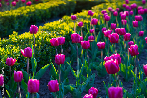 Flower bed with tulips.