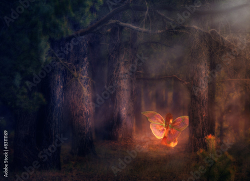 фотографія Forest Fairy
