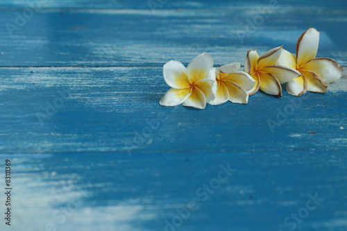 White frangipani flower © seagames50