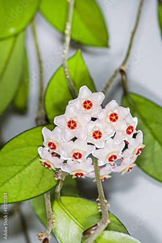 Хойя мясистая (Hoya carnosa)