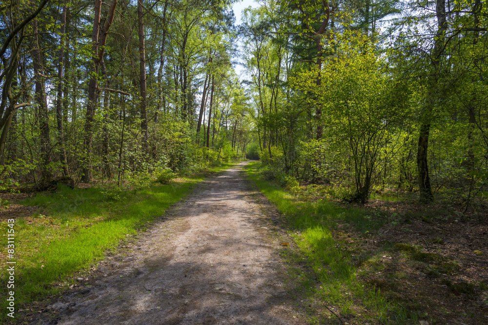 Footpath through a pine forest in spring