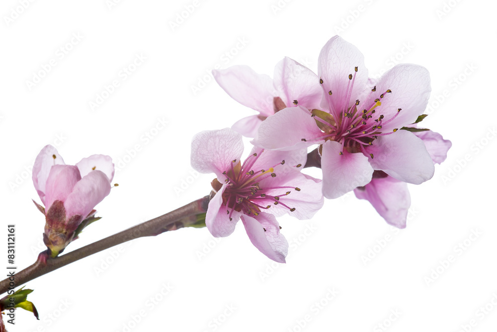 Obraz premium Flores del árbol del melocotón aisladas sobre fondo blanco