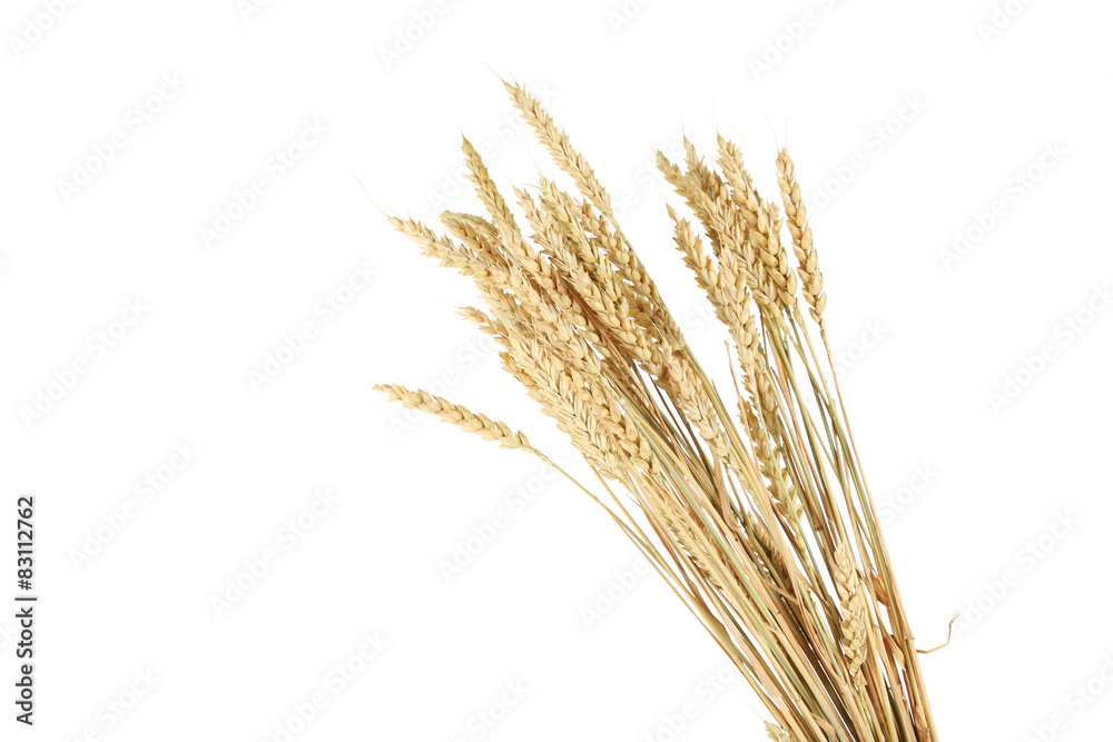 Wheat ears isolateed on white