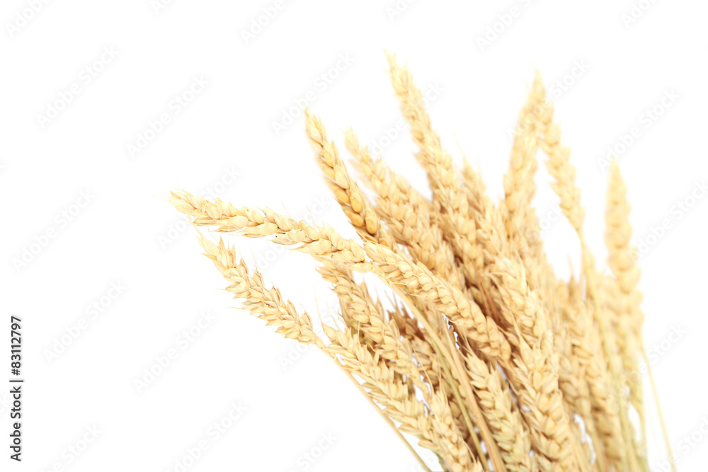 Wheat ears isolateed on white Wheat ears isolateed on white