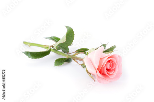 Fototapeta Naklejka Na Ścianę i Meble -  pink rose flower on white background