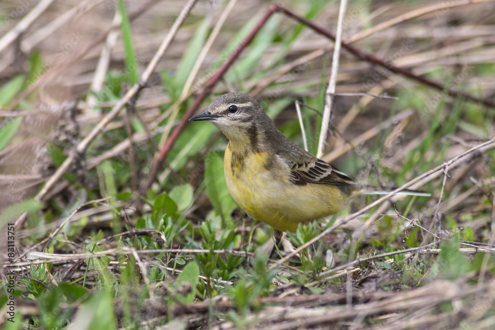 Yellow wagtail Yellow wagtail