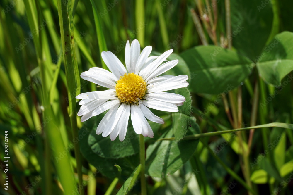 Fototapeta premium Gänseblümchen