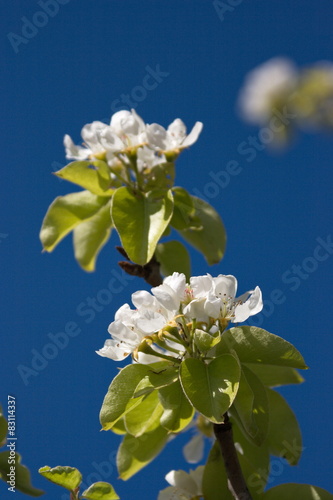 pear flower