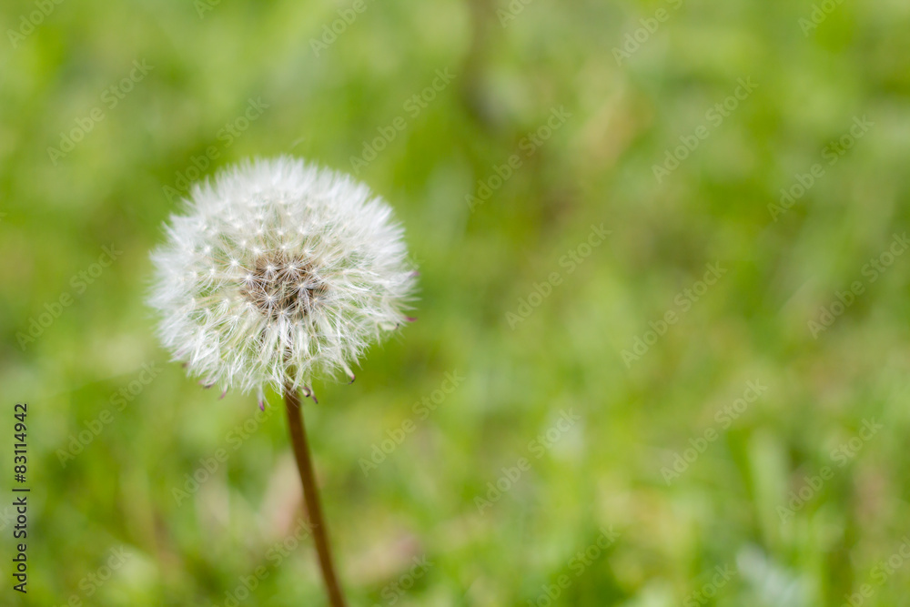 white dandelions flowers in green grass in summer garden