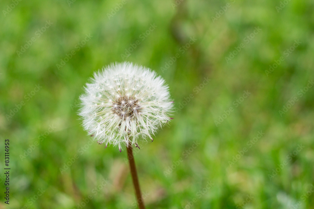 white dandelions flowers in green grass in summer garden white dandelions flowers in green grass in summer garden