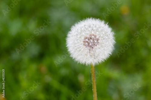 white dandelions flowers in green grass in summer garden