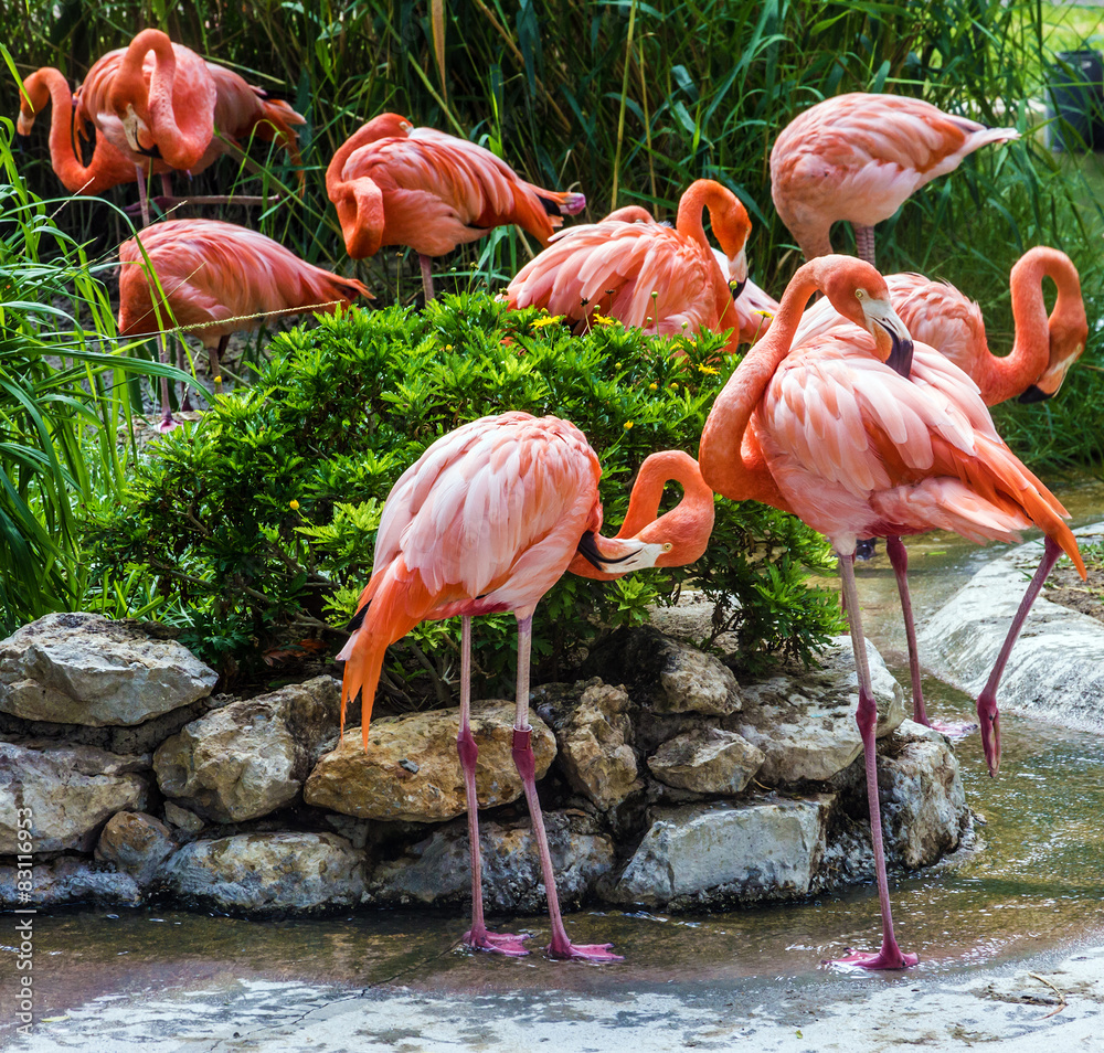 flamingo family in Lisbon zoo, Portugal