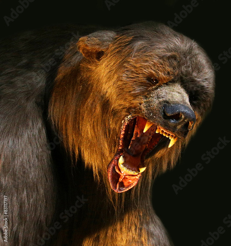 big brown bear closeup
