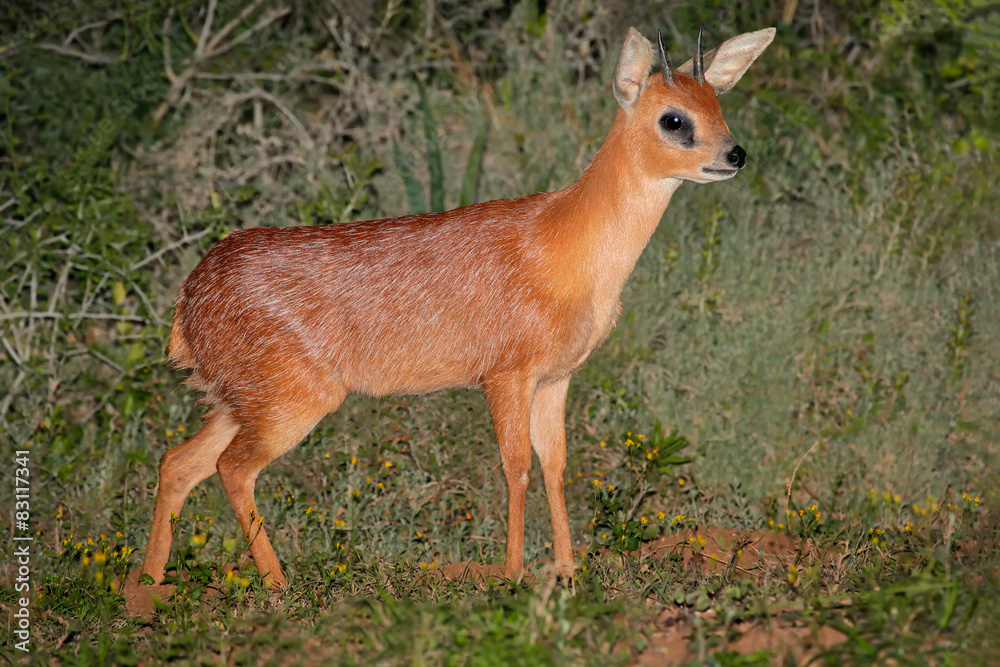 A rare Cape grysbok antelope (Raphicerus melanotis) A rare Cape grysbok antelope (Raphicerus melanotis)