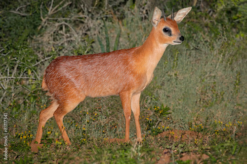 A rare Cape grysbok antelope (Raphicerus melanotis) photo