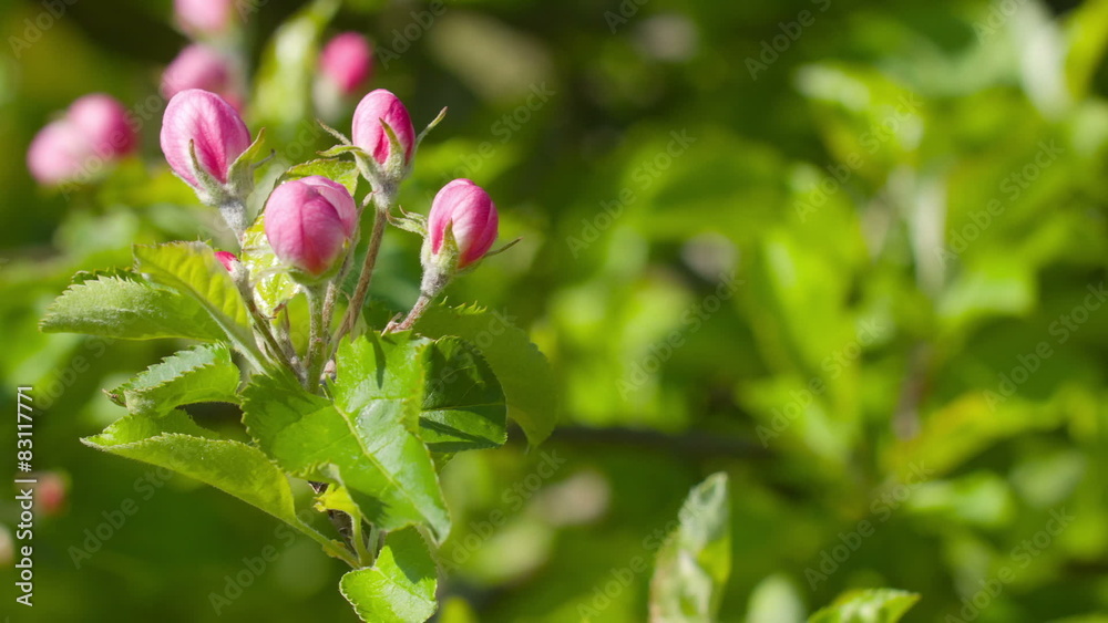 Flowering apple tree in garden Flowering apple tree in garden