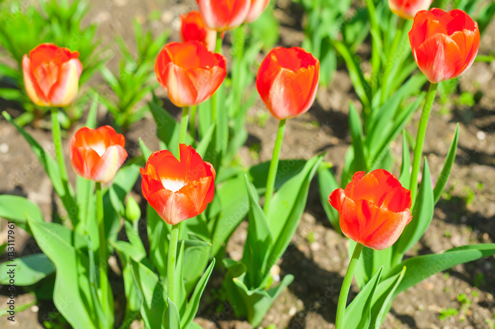 Tulips in full bloom in the garden Tulips in full bloom in the garden