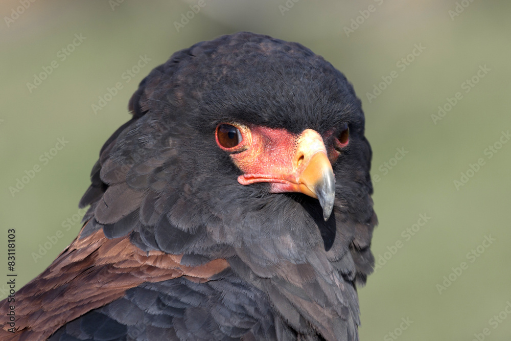 Fototapeta premium eagle